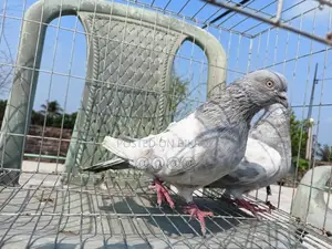 খাকি রানিং জোড়া কবুতর