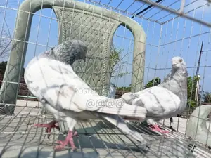খাকি রানিং জোড়া কবুতর