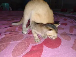 Looking for a family for a kitten
