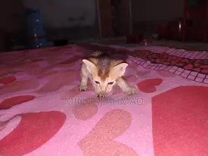 Looking for a family for a kitten