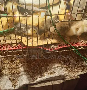 Chinese Ducklings for Sale
