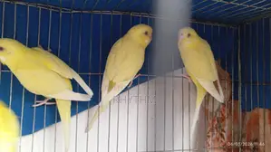 বাজিগর লোটেন রেড আই পাখি