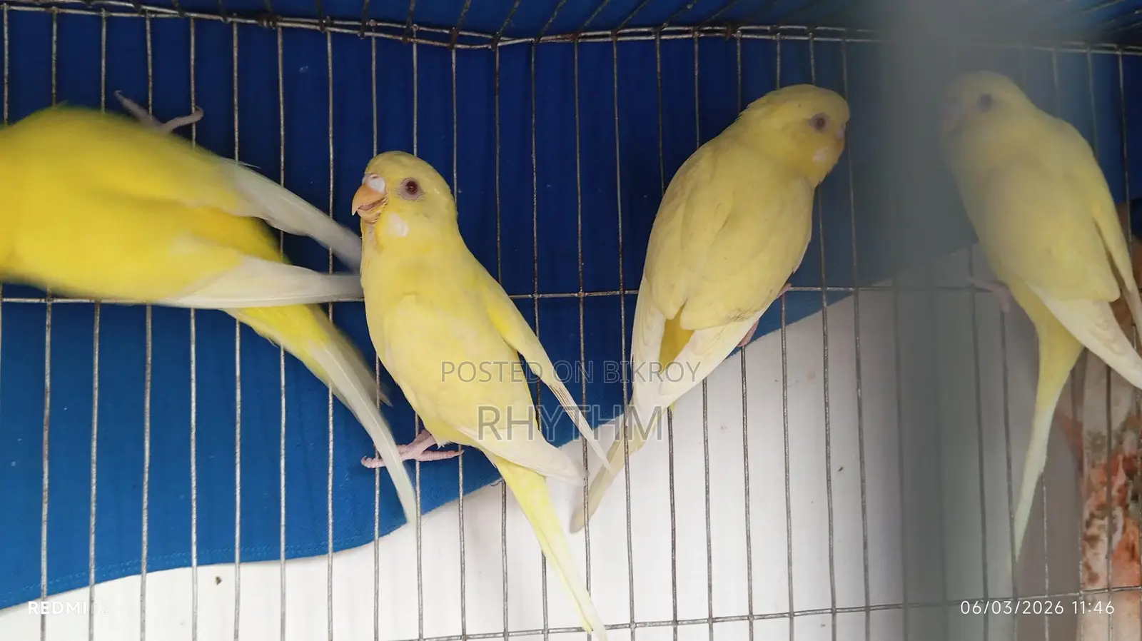 বাজিগর লোটেন রেড আই পাখি