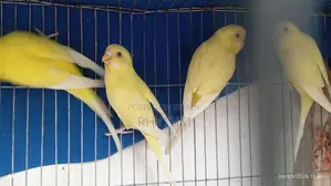 বাজিগর লোটেন রেড আই পাখি