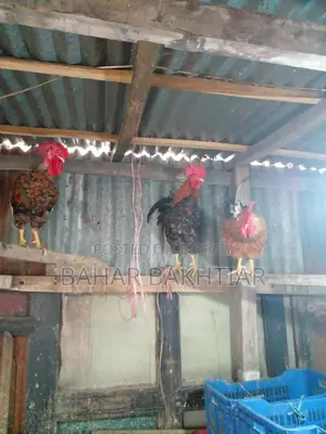 পিউর দেশী মোরগ