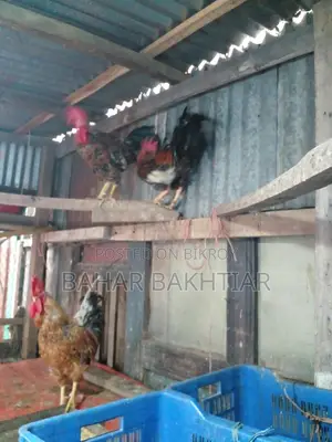 পিউর দেশী মোরগ