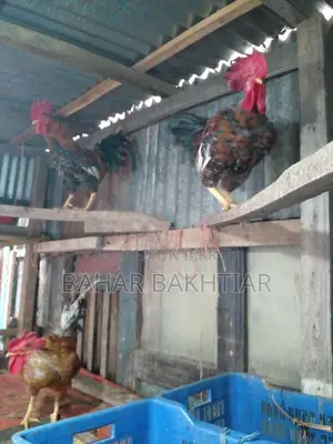 পিউর দেশী মোরগ