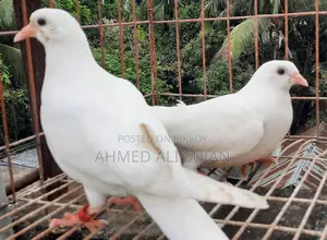 হাত বাজি কবুতর অনেকে বলে মাছরাঙ্গা