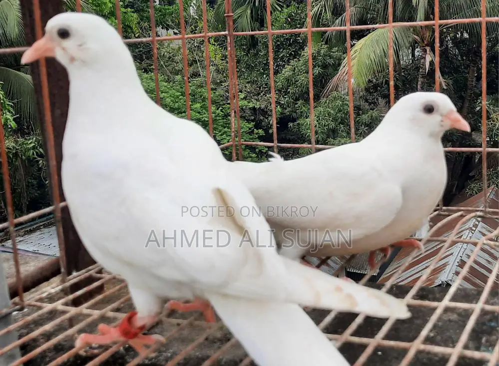 হাত বাজি কবুতর অনেকে বলে মাছরাঙ্গা