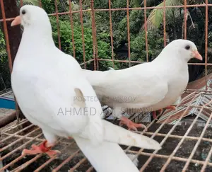 হাত বাজি কবুতর অনেকে বলে মাছরাঙ্গা