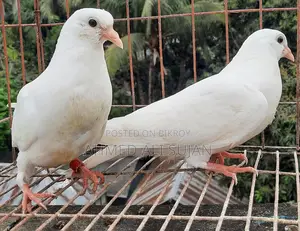 হাত বাজি কবুতর অনেকে বলে মাছরাঙ্গা