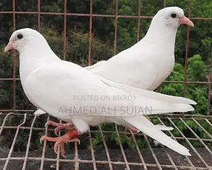 হাত বাজি কবুতর অনেকে বলে মাছরাঙ্গা