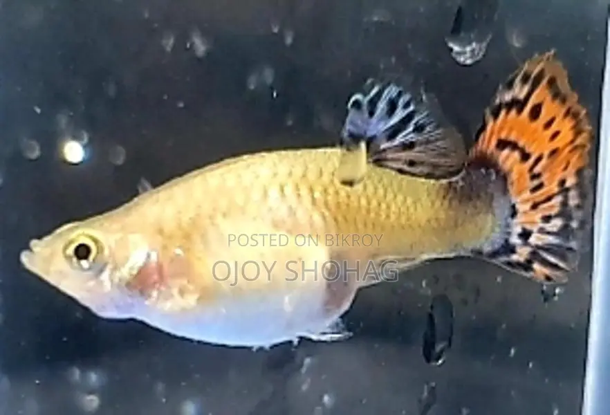 Guppy Fish