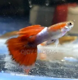 Guppy Fish