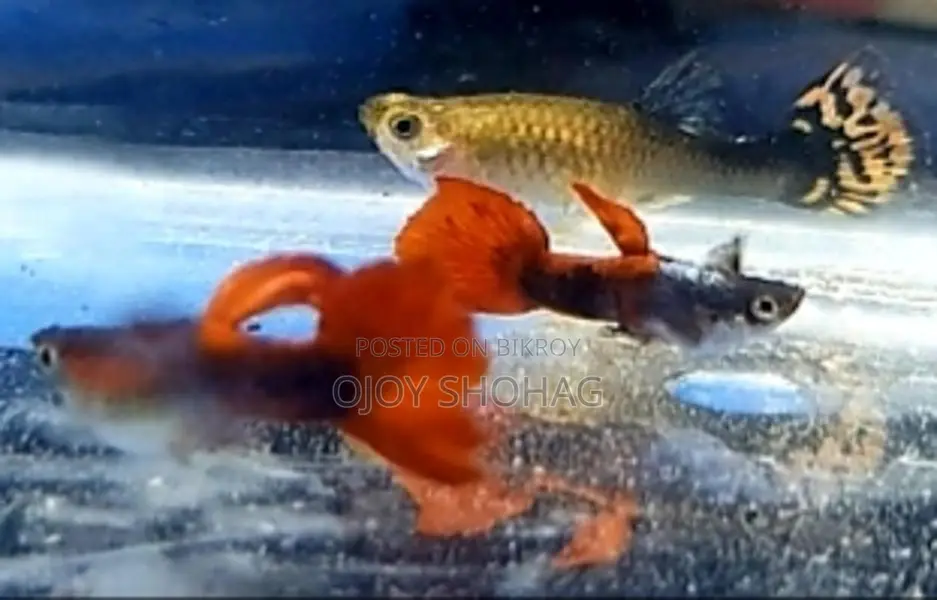 Guppy Fish