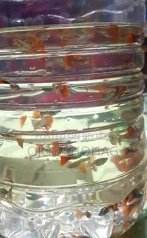 Guppy Fish