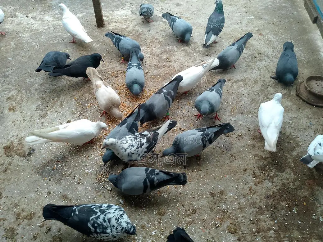 কিছু রানিং কবুতর বিক্রয় হবে