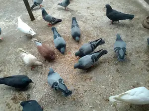 কিছু রানিং কবুতর বিক্রয় হবে