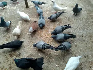 কিছু রানিং কবুতর বিক্রয় হবে