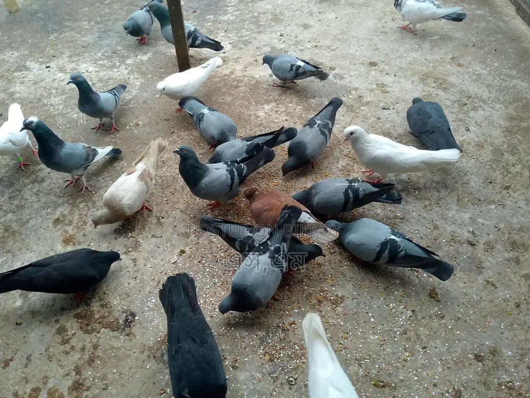 কিছু রানিং কবুতর বিক্রয় হবে