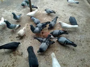 কিছু রানিং কবুতর বিক্রয় হবে
