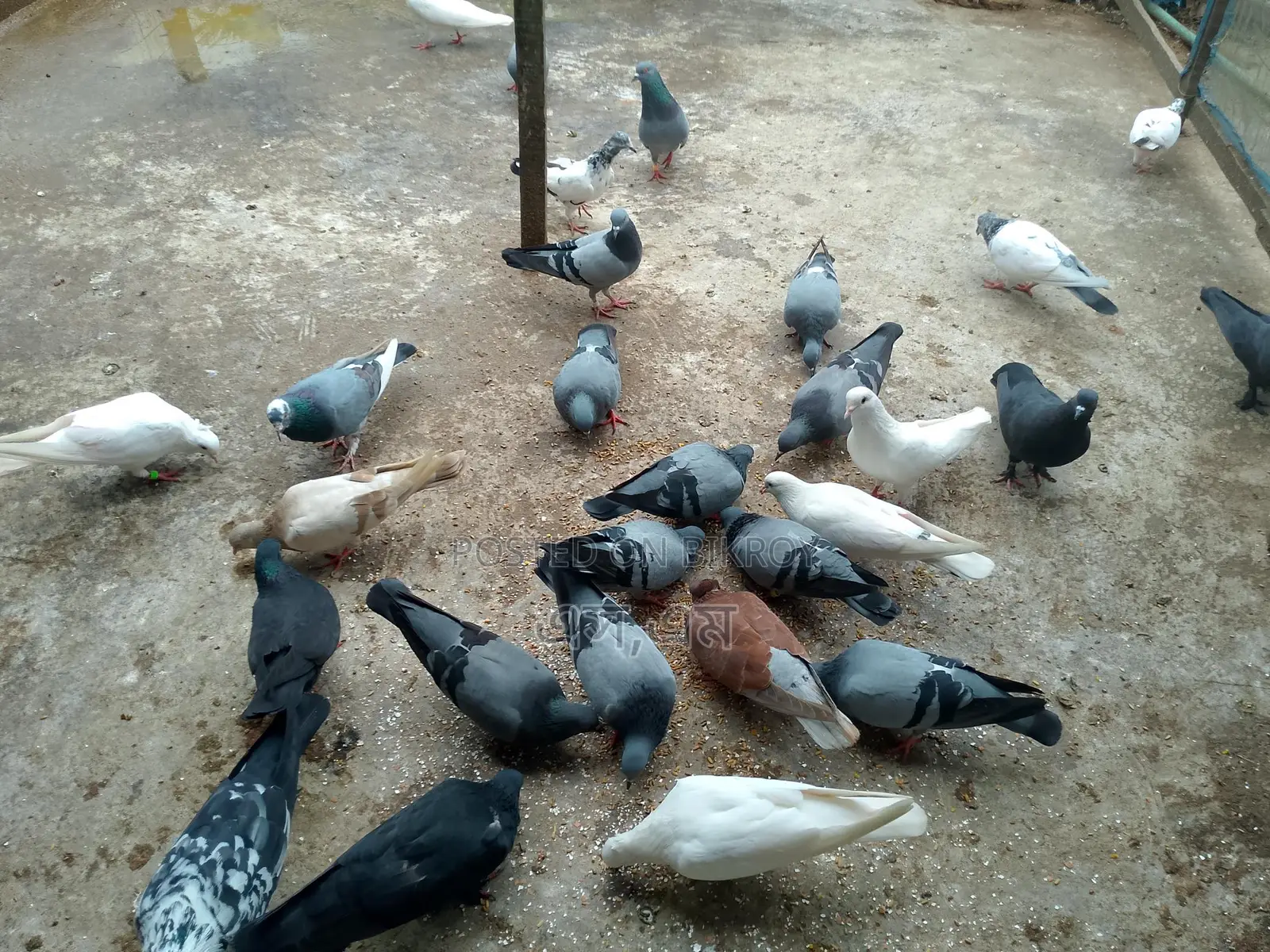 কিছু রানিং কবুতর বিক্রয় হবে