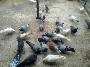 কিছু রানিং কবুতর বিক্রয় হবে