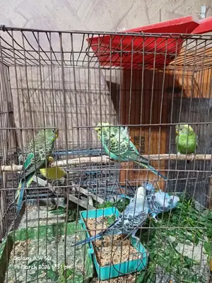 ককাটেল রানিং, এডাল্ট, বেবি