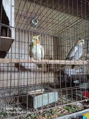 ককাটেল রানিং, এডাল্ট, বেবি