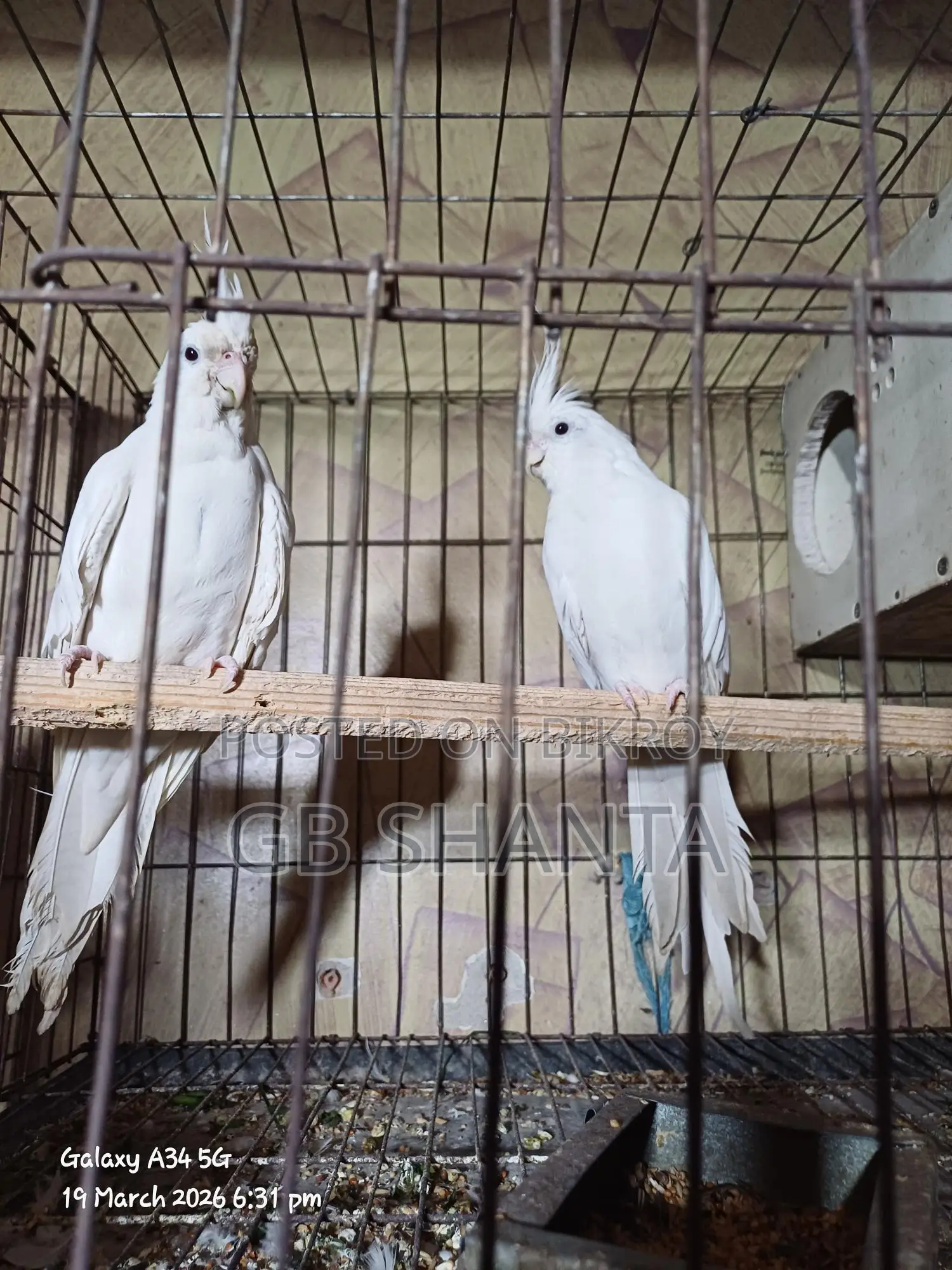 ককাটেল রানিং, এডাল্ট, বেবি