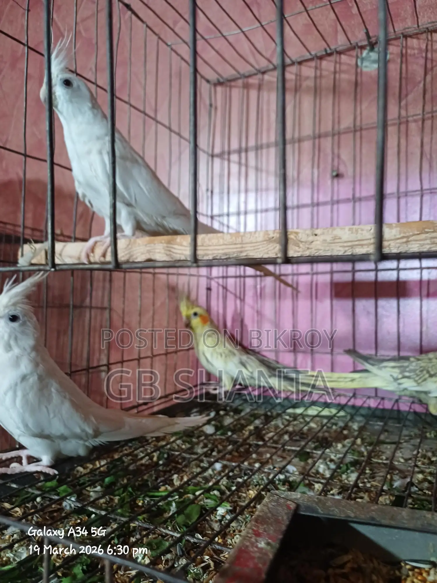 ককাটেল রানিং, এডাল্ট, বেবি