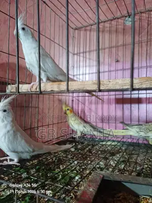 ককাটেল রানিং, এডাল্ট, বেবি