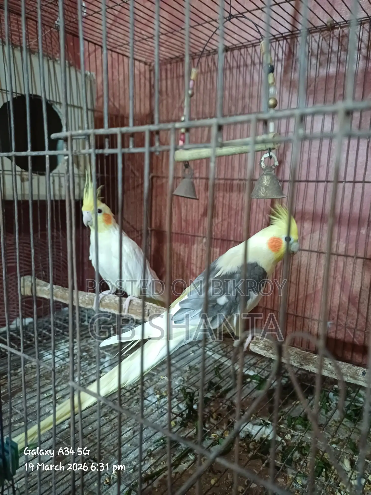 ককাটেল রানিং, এডাল্ট, বেবি