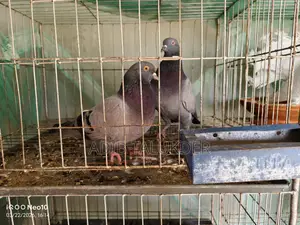কবুতর বিক্রি করা হবে