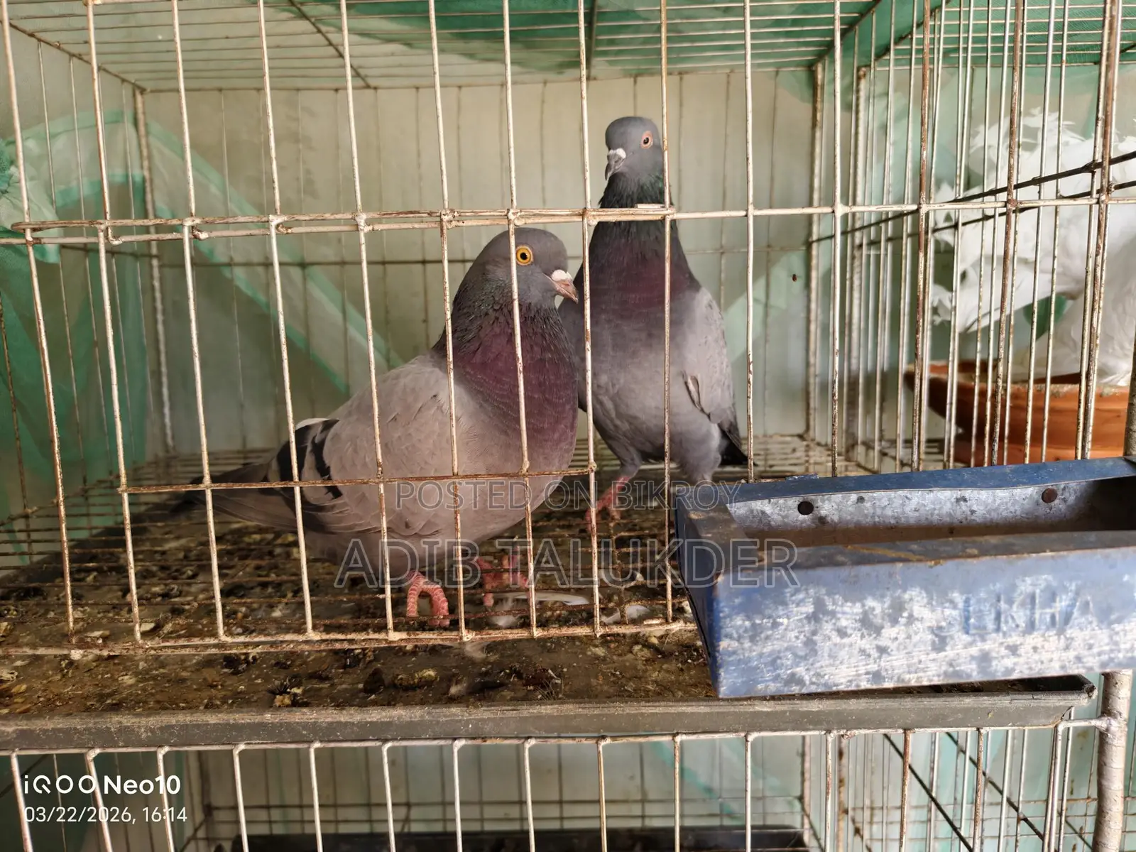 কবুতর বিক্রি করা হবে