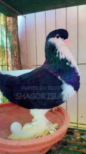 সিরাজি কবুতর (লাহোড়ি)