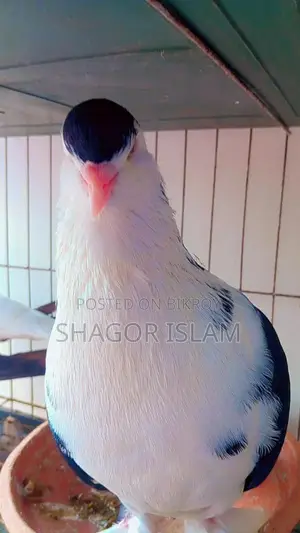 সিরাজি কবুতর (লাহোড়ি)