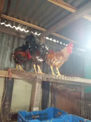 পিউর দেশী মোরগ