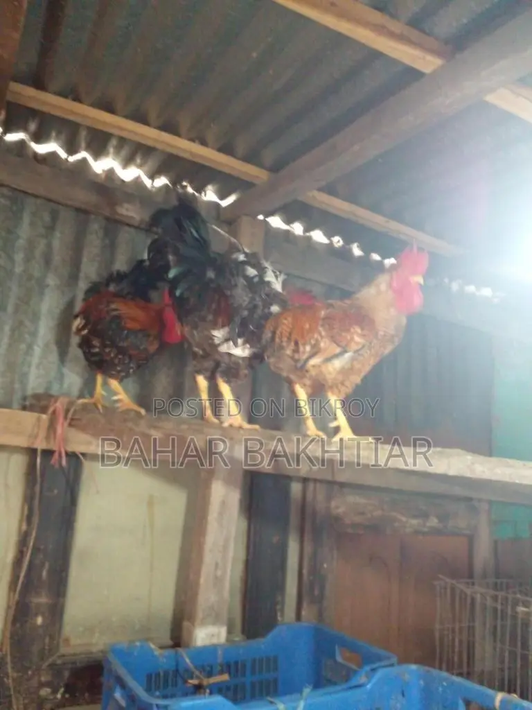 পিউর দেশী মোরগ