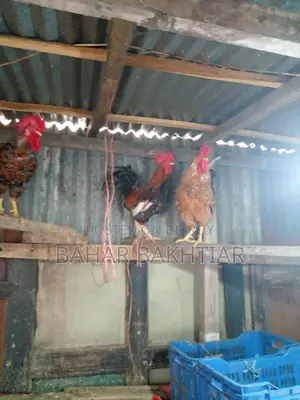 পিউর দেশী মোরগ