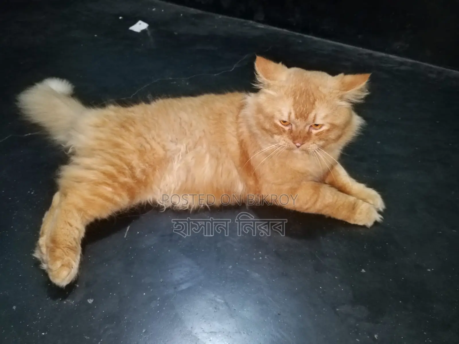 Persian Male Kitten