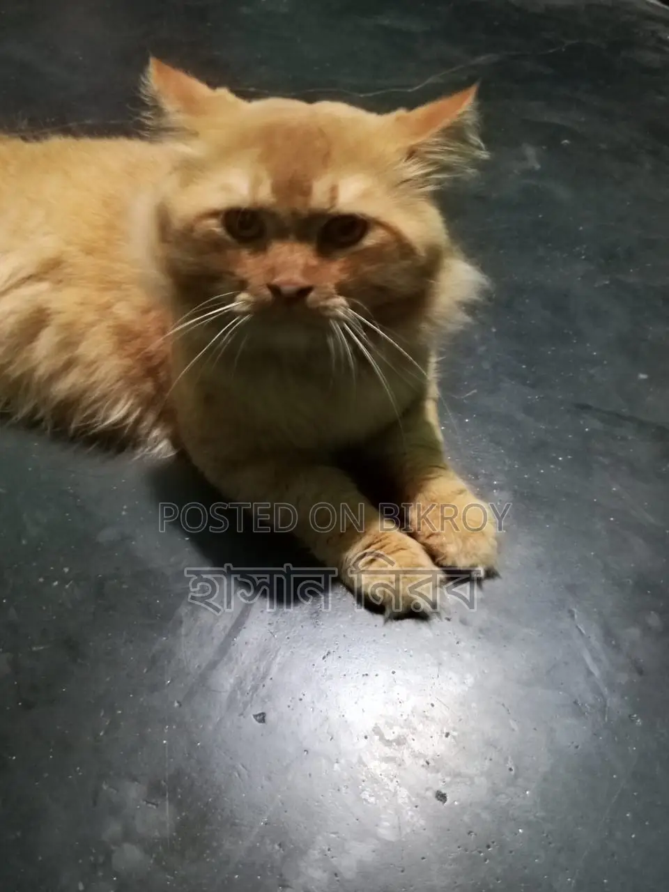 Persian Male Kitten