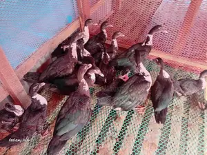 চিনা হাস