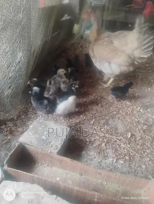 দেশি ও ফাউমি মুরগির বাচ্চা