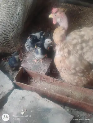 দেশি ও ফাউমি মুরগির বাচ্চা