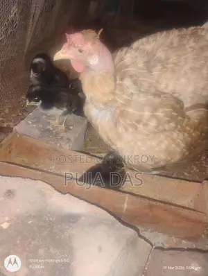 দেশি ও ফাউমি মুরগির বাচ্চা