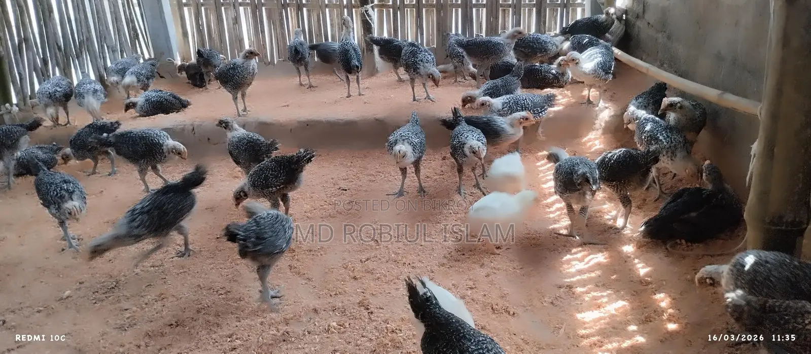 Mishorio Fayoumi chicken for sale
