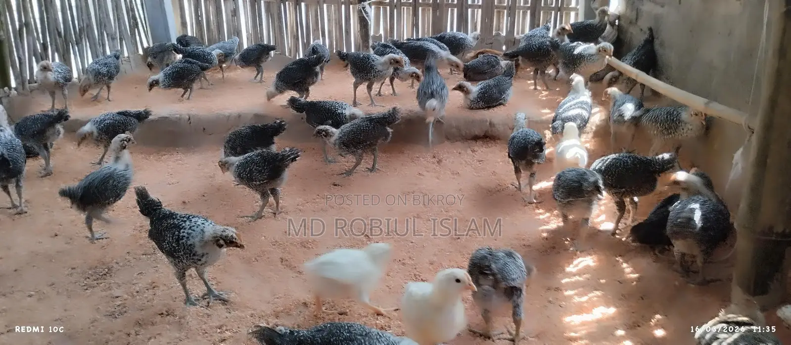 Mishorio Fayoumi chicken for sale