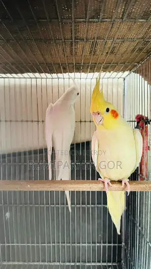 মাস্টার পেয়ার সেল হবে