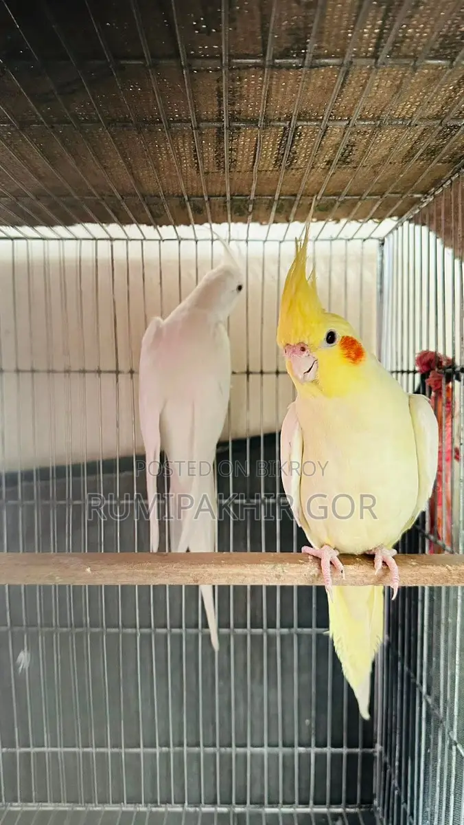মাস্টার পেয়ার সেল হবে